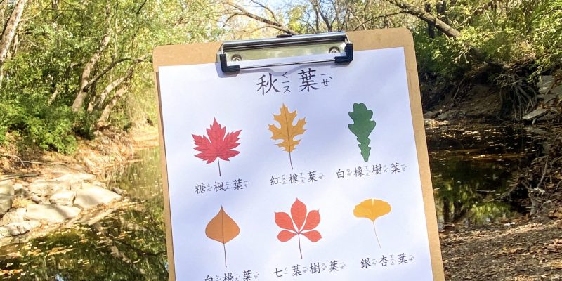 Fall Themed Chinese learning activity